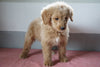 Goldendoodle Puppy For Sale Baltic Ohio Male Russel