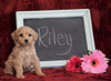 Cockapoo Puppy For Sale Millersburg, OH Female- Riley