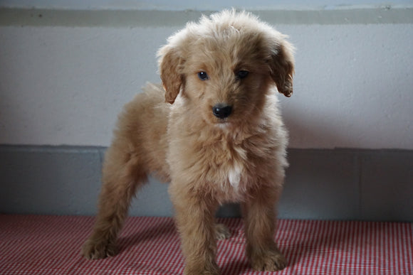 Goldendoodle Puppy For Sale Baltic Ohio Male Russel
