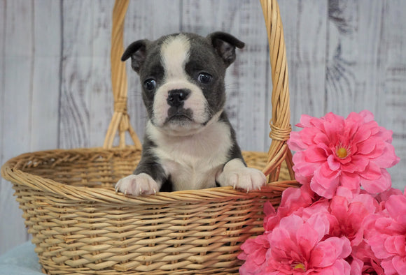 AKC Registered Boston Terrier For Sale Warsaw, OH Female- Teenie