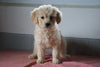 Goldendoodle Puppy For Sale Baltic Ohio Female Lucy