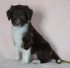 Aussiedoodle For Sale Baltic, OH Male- Kypo