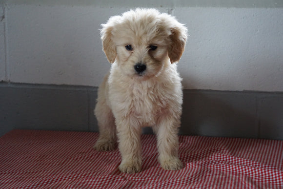 Goldendoodle Puppy For Sale Baltic Ohio Female Lucy