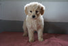 Goldendoodle Puppy For Sale Baltic Ohio Female Lucy