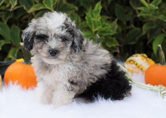 F1B Mini Goldendoodle For Sale Fredericksburg, OH Male- Andy