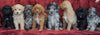Cockapoo Puppy For Sale Millersburg, OH Female- Lacey