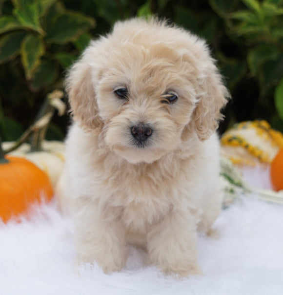 F1B Mini Goldendoodle For Sale Fredericksburg, OH Male- Abner