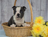 AKC Registered Boston Terrier For Sale Warsaw, OH Male- Russel