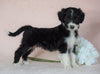 Aussiedoodle For Sale Baltic, OH Male- George