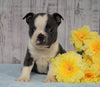 AKC Registered Boston Terrier For Sale Warsaw, OH Male- Russel