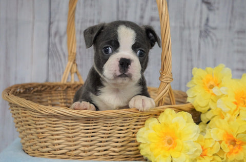 AKC Registered Boston Terrier For Sale Warsaw, OH Male- Charlie