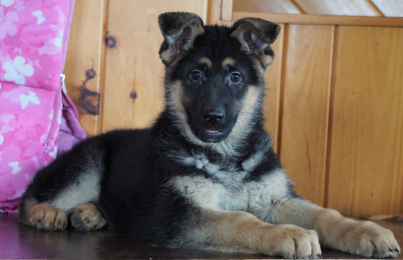 AKC Registered German Shepherd For Sale Baltic, OH Female - Angela