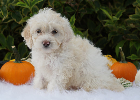 F1B Mini Goldendoodle For Sale Fredericksburg, OH Female- Abby