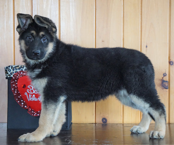 AKC Registered German Shepherd For Sale Baltic, OH Female - Lexus