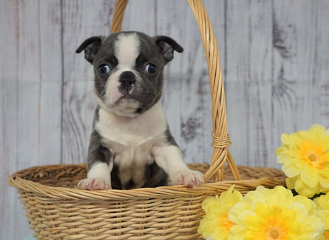 AKC Registered Boston Terrier For Sale Warsaw, OH Male- Gizmo