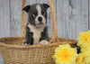 AKC Registered Boston Terrier For Sale Warsaw, OH Male- Snoopy