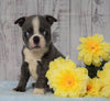 AKC Registered Boston Terrier For Sale Warsaw, OH Male- Snoopy