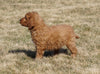 Mini Goldendoodle For Sale Loudonville, OH Male- Anson