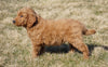 Mini Goldendoodle For Sale Loudonville, OH Male- Anson