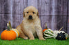 AKC Registered Golden Retriever For Sale Fredericksburg, OH Female- Amber
