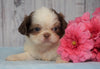 Shih Tzu For Sale Warsaw, OH Female- Betsy