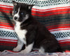 Siberian Husky For Sale Fredericksburg, OH Female - Valerie