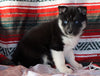 Siberian Husky For Sale Fredericksburg, OH Female - Vicky