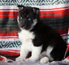 Siberian Husky For Sale Fredericksburg, OH Female - Vicky