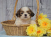 Shih Tzu For Sale Warsaw, OH Male- Gage