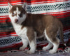 Siberian Husky For Sale Fredericksburg, OH Male - Victor