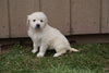 AKC English Creme Golden Retriever For Sale Fredericksburg Ohio Female Molly