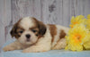 Shih Tzu For Sale Warsaw, OH Male- Gage