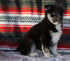 Siberian Husky For Sale Fredericksburg, OH Male - Vincent