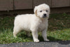 AKC English Creme Golden Retriever For Sale Fredericksburg Ohio Female Molly