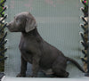 AKC Registered Charcoal Labrador Retriever For Sale Sugarcreek, OH Male- Shorty