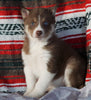 Siberian Husky For Sale Fredericksburg, OH Female - Violet