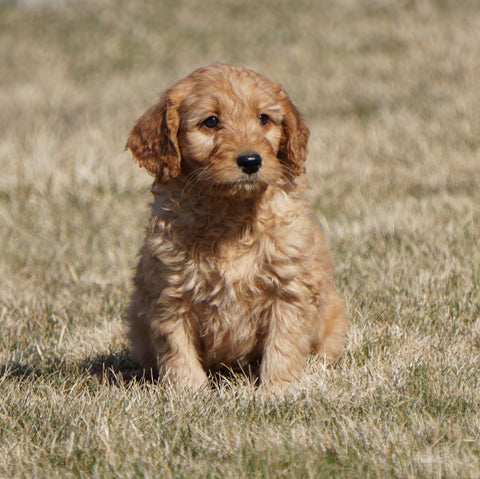 Mini Goldendoodle For Sale Loudonville, OH Male- Reese