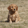 Mini Goldendoodle For Sale Loudonville, OH Male- Reese