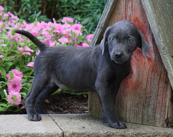 AKC Registered Charcoal Labrador Retriever For Sale Sugarcreek, OH Male- Shorty
