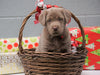 AKC Registered Silver Labrador Retriever For Sale Millersburg OH, Female - Frosty- BLACK FRIDAY SPECIAL-