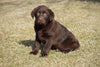 AKC Registered Labrador Retriever For Sale Sugarcreek, OH Male- Duke