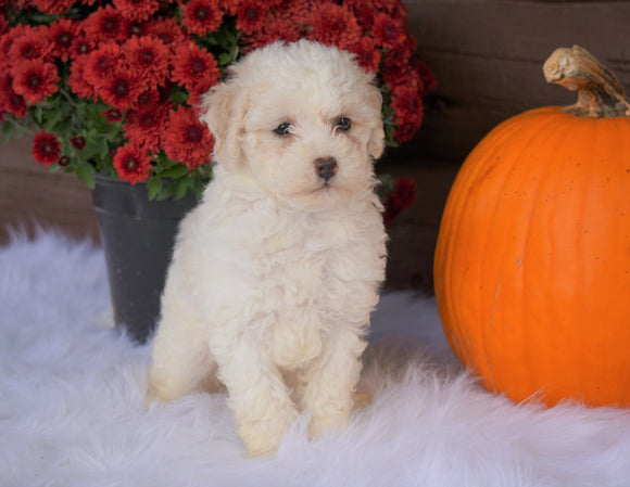 ACA Registered Miniature Poodle For Sale Holmesville, OH Female- Nelly