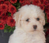 ACA Registered Miniature Poodle For Sale Holmesville, OH Female- Nelly