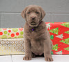 AKC Registered Silver Labrador Retriever For Sale Millersburg OH, Female - Snowflake