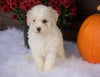 ACA Registered Miniature Poodle For Sale Holmesville, OH Female- Nelly