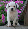 English Bulldog/Puggle For Sale Sugarcreek, OH Female- Poppy