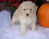 ACA Registered Miniature Poodle For Sale Holmesville, OH Male- Nevin