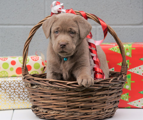 AKC Registered Silver Labrador Retriever For Sale Millersburg OH, Male - Rudolph