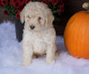 ACA Registered Miniature Poodle For Sale Holmesville, OH Male- Nevin