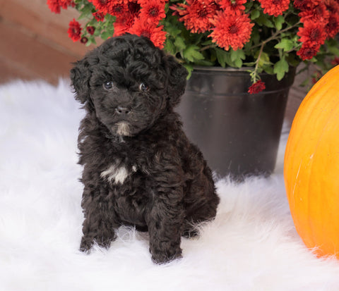 ACA Registered Miniature Poodle For Sale Holmesville, OH Female- Nina